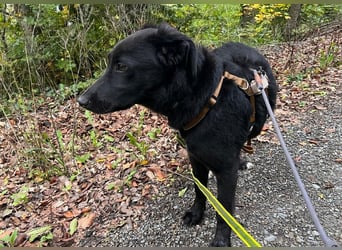 Coro lieber Junghund sucht seine liebe Familie