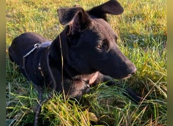 Coro lieber Junghund sucht seine liebe Familie