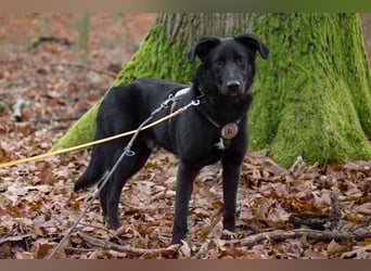 Coro lieber Junghund sucht seine liebe Familie