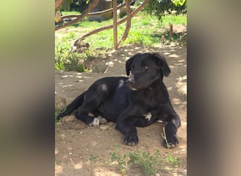 Lieber, schmusiger Coro sucht sein Zuhause