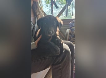 Lieber, schmusiger Coro sucht sein Zuhause