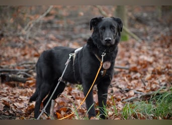 Coro lieber Junghund sucht seine liebe Familie