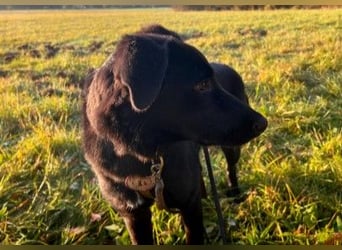 Lieber, schmusiger Coro sucht sein Zuhause