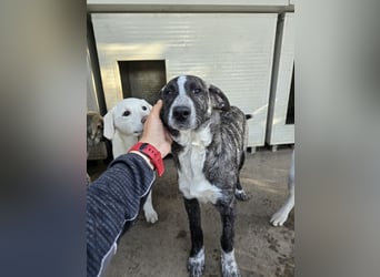 Chandra: von der Flasche ins Tierheim