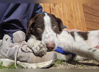 Befanino: kleiner Clown im Schafspelz