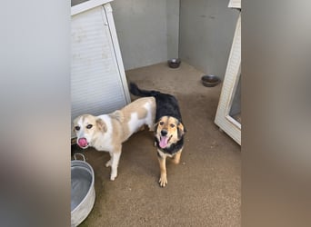 Bijou: perfekte Familienhündin