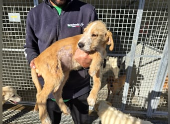 Giovanni: verspielter Lausbub