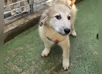 Tancredi: ein Wuschel zum Verlieben