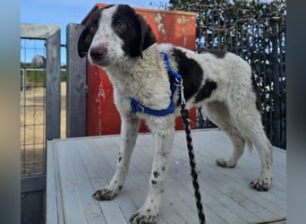 Befanino: kleiner Clown im Schafspelz