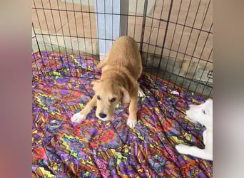 Giovanni: verspielter Lausbub