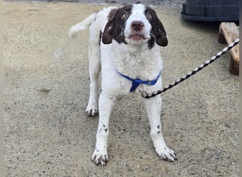 Befanino: kleiner Clown im Schafspelz