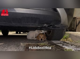 Giovanni: verspielter Lausbub