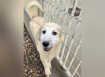 Tancredi: ein Wuschel zum Verlieben