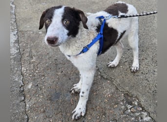 Befanino: kleiner Clown im Schafspelz