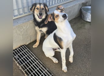 Bijou: sie leidet still