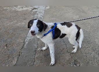 Befanino: kleiner Clown im Schafspelz