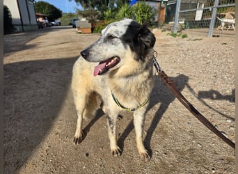 Mila: wenn Einsamkeit krank macht - gerne Pflegestelle