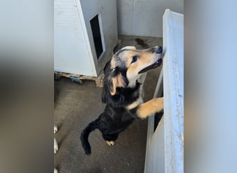 Bijou: sie leidet still