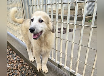 Tancredi: ein Wuschel zum Verlieben