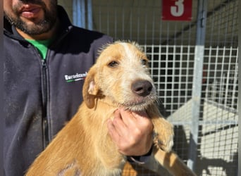 Giovanni: verspielter Lausbub