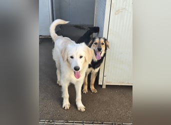 Nicolino: Mini-Retriever verzaubert mit guter Laune