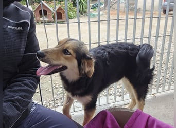 Bijou: perfekte Familienhündin