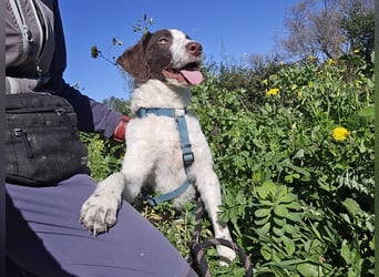 Befanino: kleiner Clown im Schafspelz