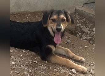 Bijou: sie leidet still