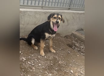 Bijou: sie leidet still