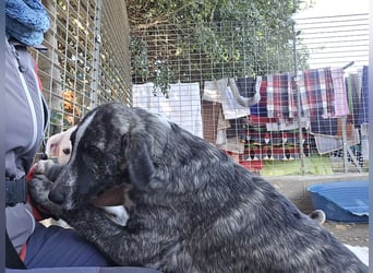 Chandra: von der Flasche ins Tierheim