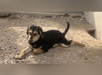 Bijou: sie leidet still