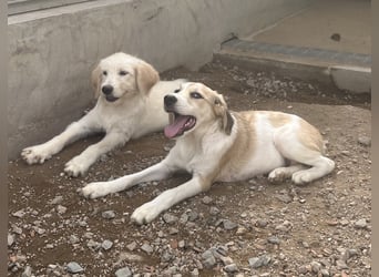 Nicolino: Mini-Retriever verzaubert mit guter Laune