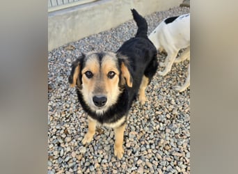 Bijou: perfekte Familienhündin