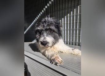 Martino: ein Wuschel sucht Dich!