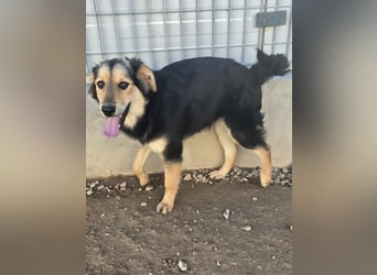 Bijou: sie leidet still