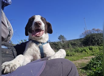 Befanino: kleiner Clown im Schafspelz