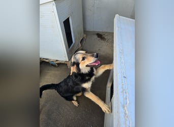 Bijou: perfekte Familienhündin