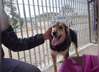 Bijou: perfekte Familienhündin