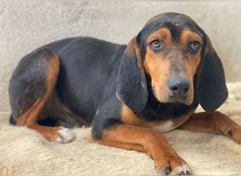 Brios, geb. ca. 12/2024, lebt in GRIECHENLAND, im städt. Tierheim Serres