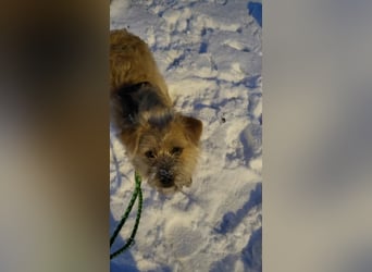 Peggy, kleiner, hübscher Wuschel sucht Familie