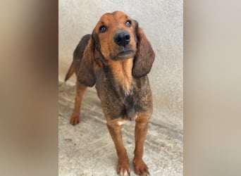 Elio, geb. ca. 03/2024, lebt in GRIECHENLAND, im städt. Tierheim Serres