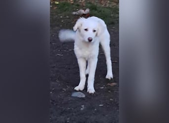 Joy jung, hübsch, weiß sucht Zuhause!