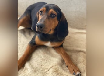 Brios, geb. ca. 12/2024, lebt in GRIECHENLAND, im städt. Tierheim Serres