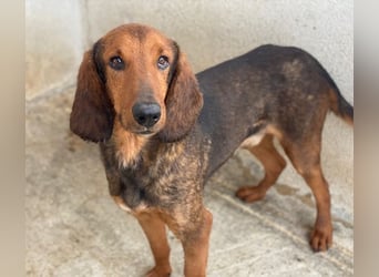 Elio, geb. ca. 03/2024, lebt in GRIECHENLAND, im städt. Tierheim Serres