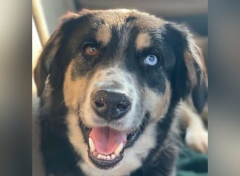 Rafiki, geb. ca. 12/2022, lebt in GRIECHENLAND, im städt. Tierheim Serres