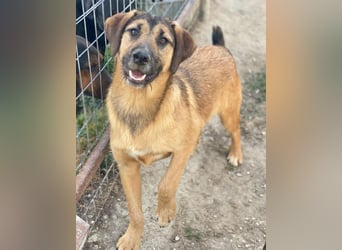 Maverick, geb. ca. 07/2025, lebt in GRIECHENLAND, im städt. Tierheim Serres