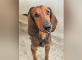 Elio, geb. ca. 03/2024, lebt in GRIECHENLAND, im städt. Tierheim Serres