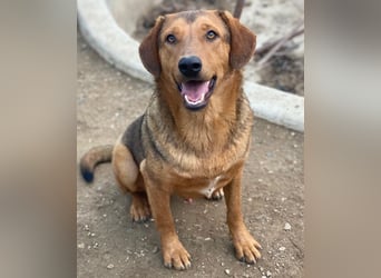 Nasso, geb. ca. 05/2024, lebt in GRIECHENLAND, auf einer privaten Pflegestelle