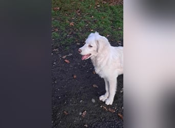 Joy jung, hübsch, weiß sucht Zuhause!