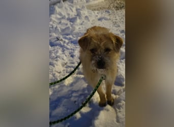 Peggy, kleiner, hübscher Wuschel sucht Familie